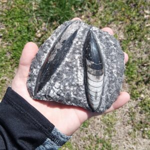 Museum Quality Fossil